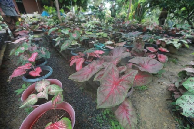Hanya tinggalkan komen, nasib ibu tunggal berubah