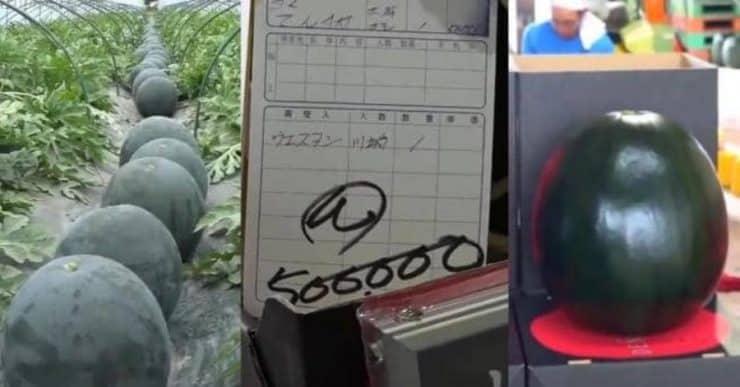 Patutlah tembikai ini harga RM18,000 sebiji, bukan senang-senang nak tanam