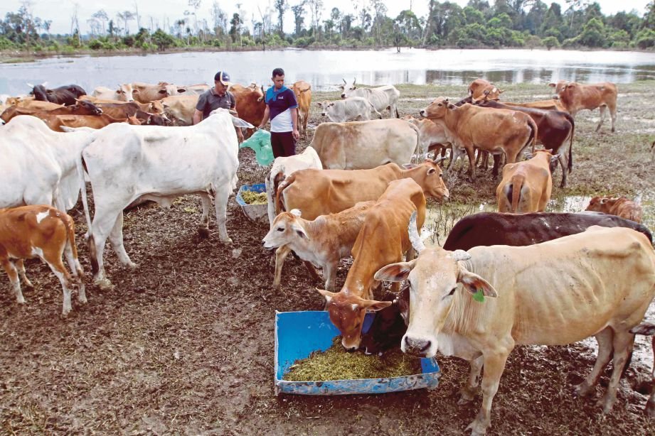 Harga dedak terus meningkat akhirnya penggunalah yang kena bayar tinggi