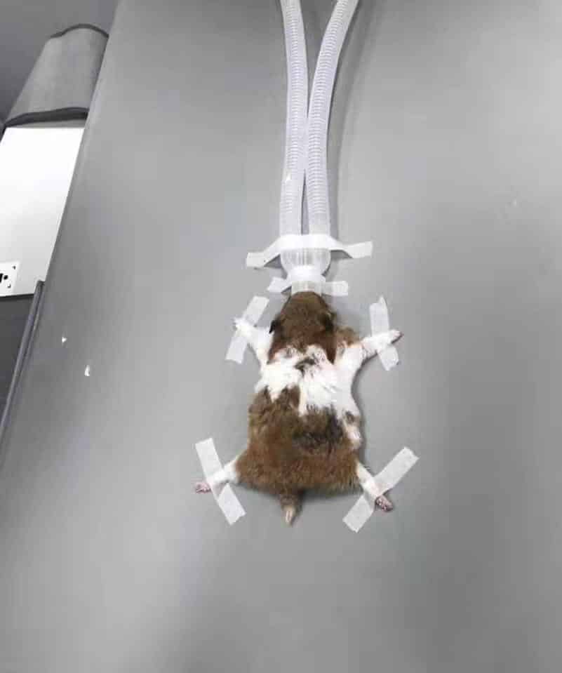 Lucu! Gara-gara bergaduh dengan kucing hamster berharga RM20 terima kos rawatan RM2000