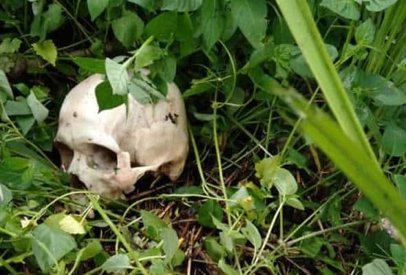 Pesara histeria temui tengkorak manusia berselerak ingatkan penjenayah, rupanya bintang luwak punya kerja