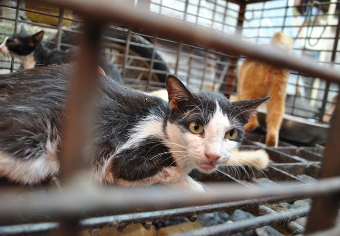 Polis tumpas sindiket jual daging kucing untuk dimakan manusia